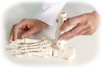 esqueleto de los huesos del pie